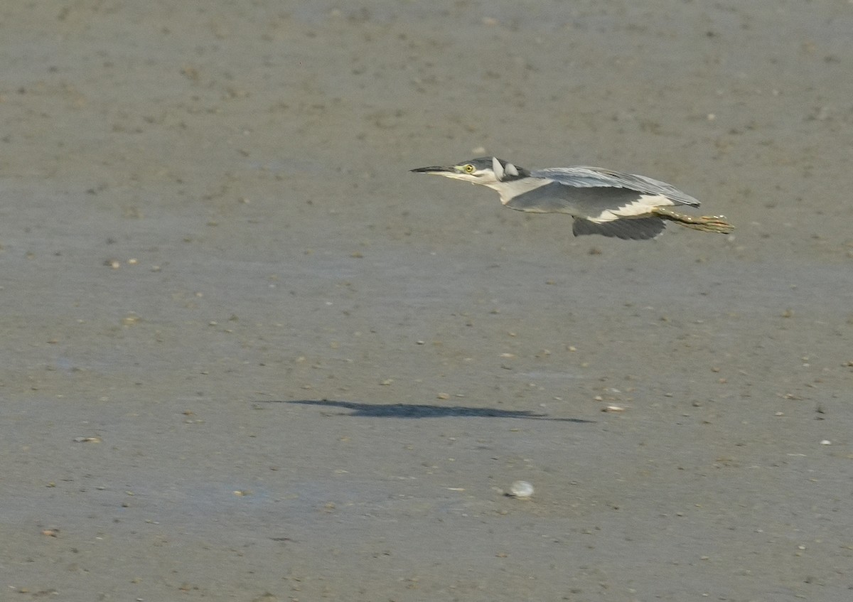 Little Heron - ML646053082