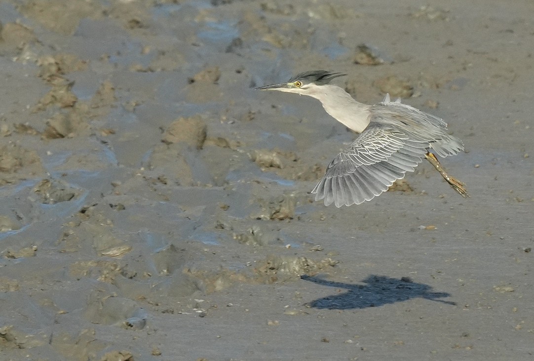 Little Heron - ML646053083