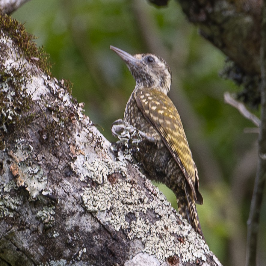 White-spotted Woodpecker - ML646053090