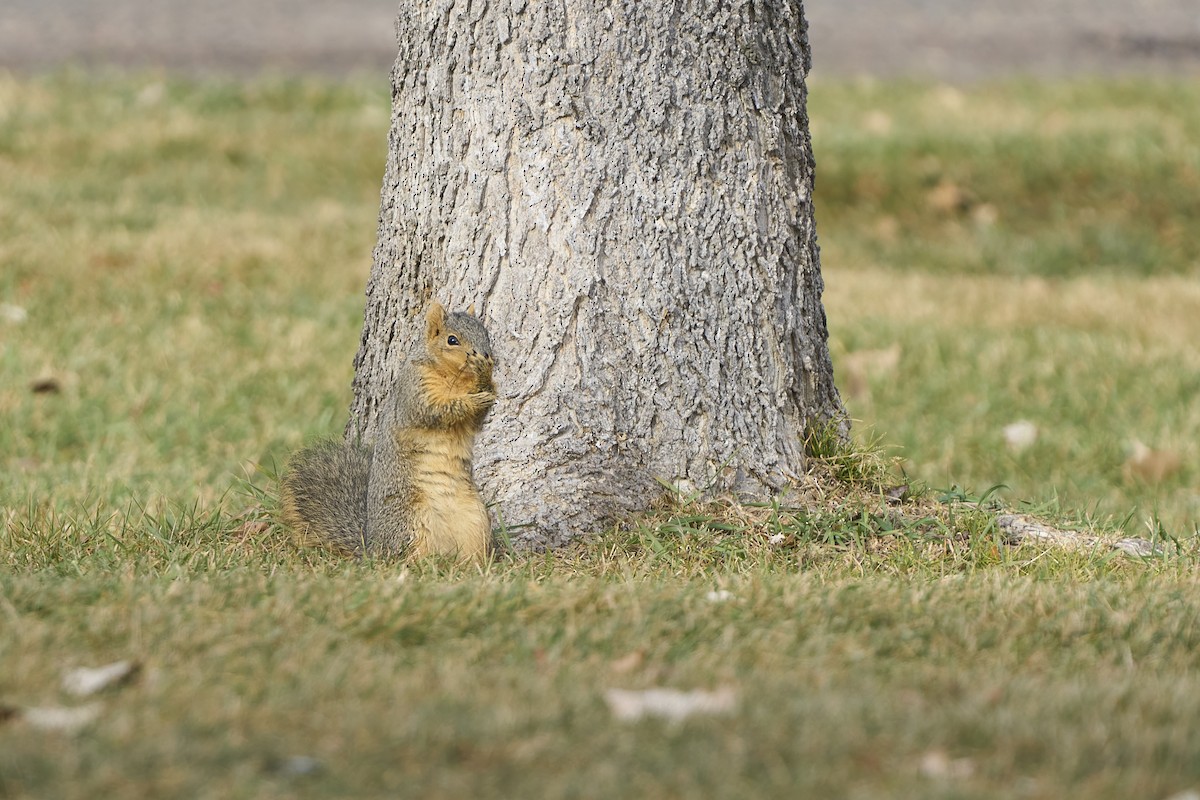Eastern Fox Squirrel - ML646053092