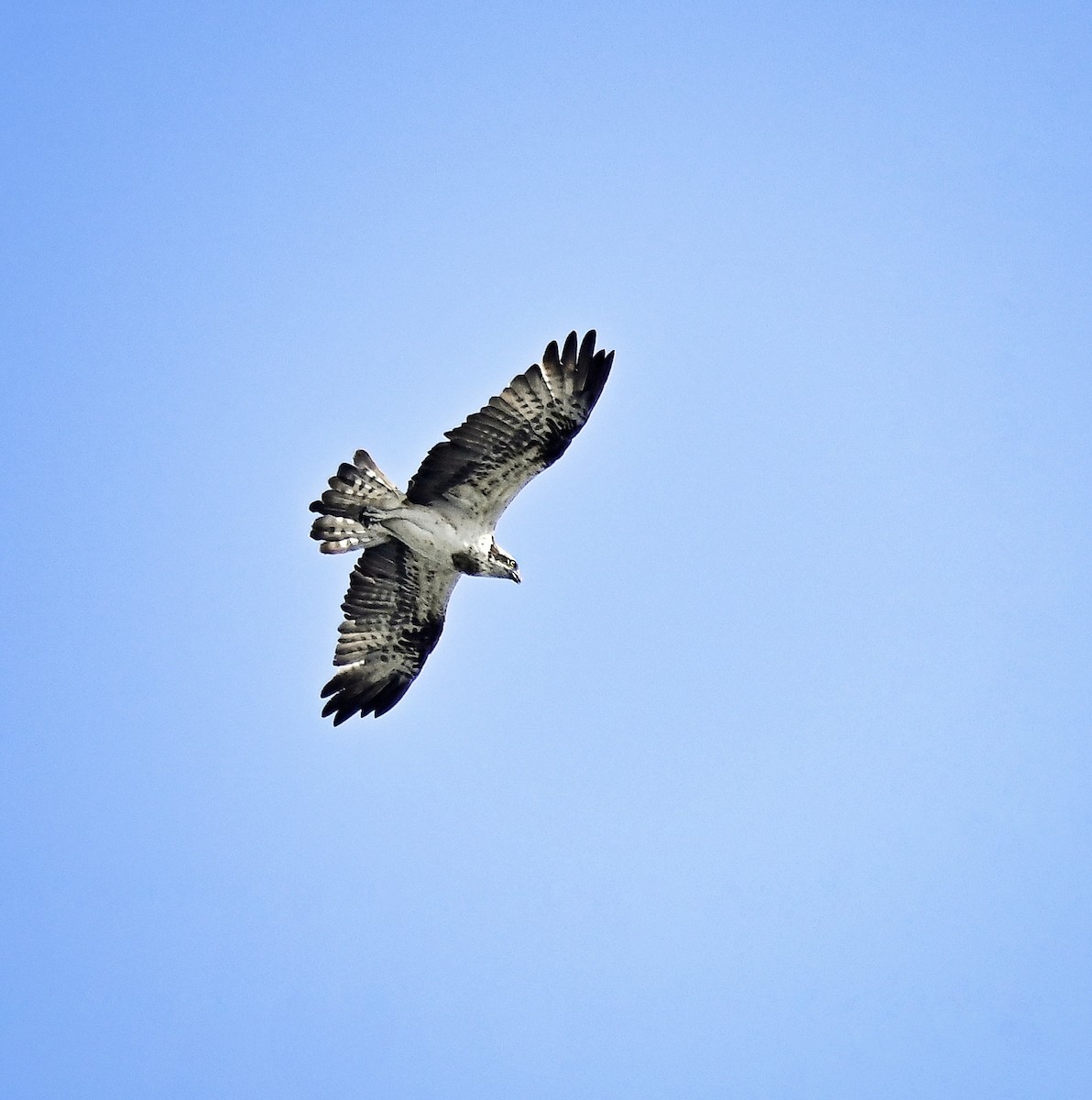 Osprey - ML646053095