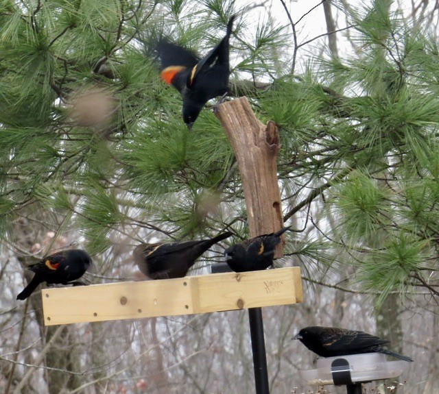 Еполетник червоноплечий - ML646053096