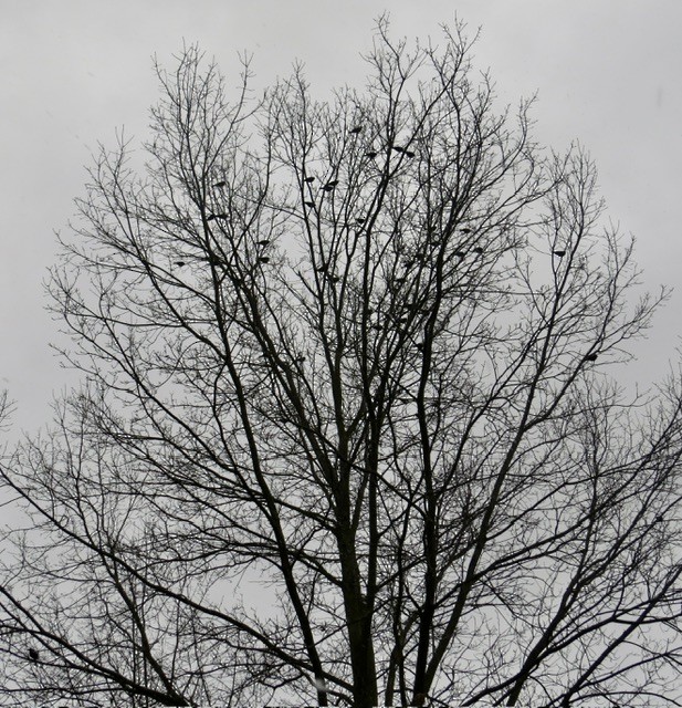 Еполетник червоноплечий - ML646053097