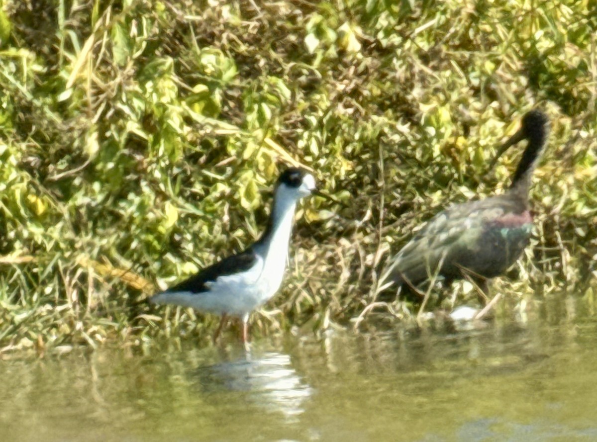 Black-necked Stilt - ML646053110