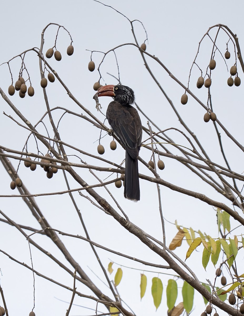 Crowned Hornbill - ML646053120