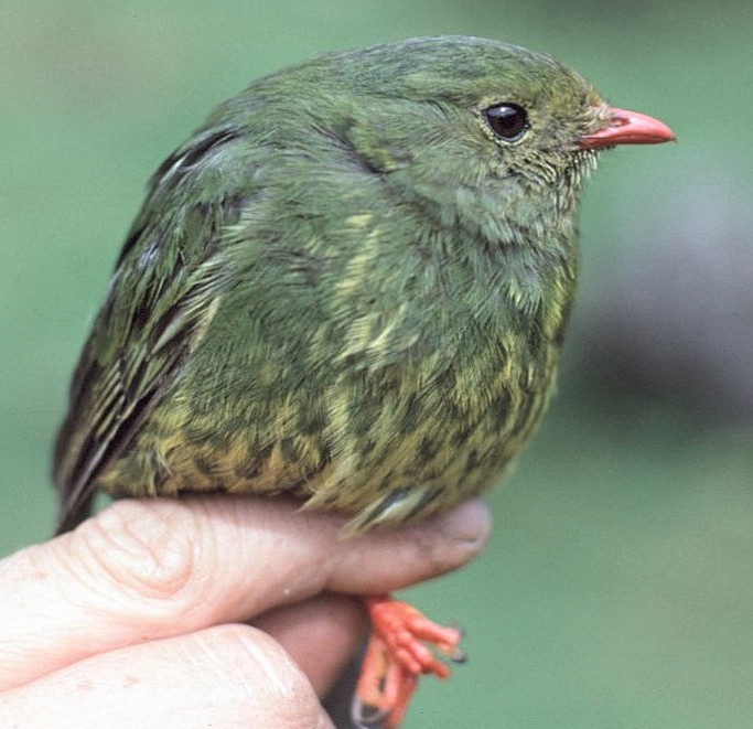 Green-and-black Fruiteater - ML646053121