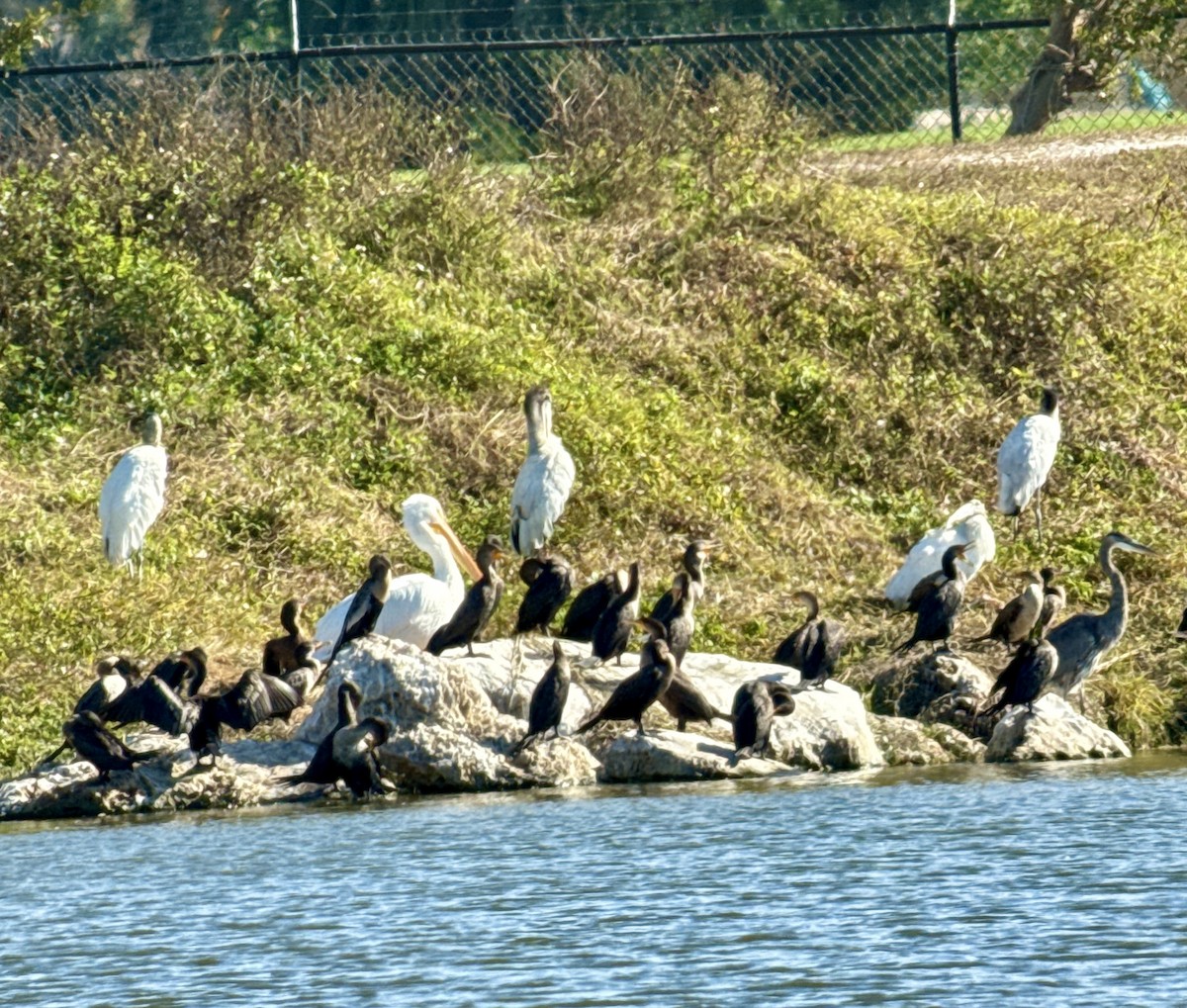 Double-crested Cormorant - ML646053122