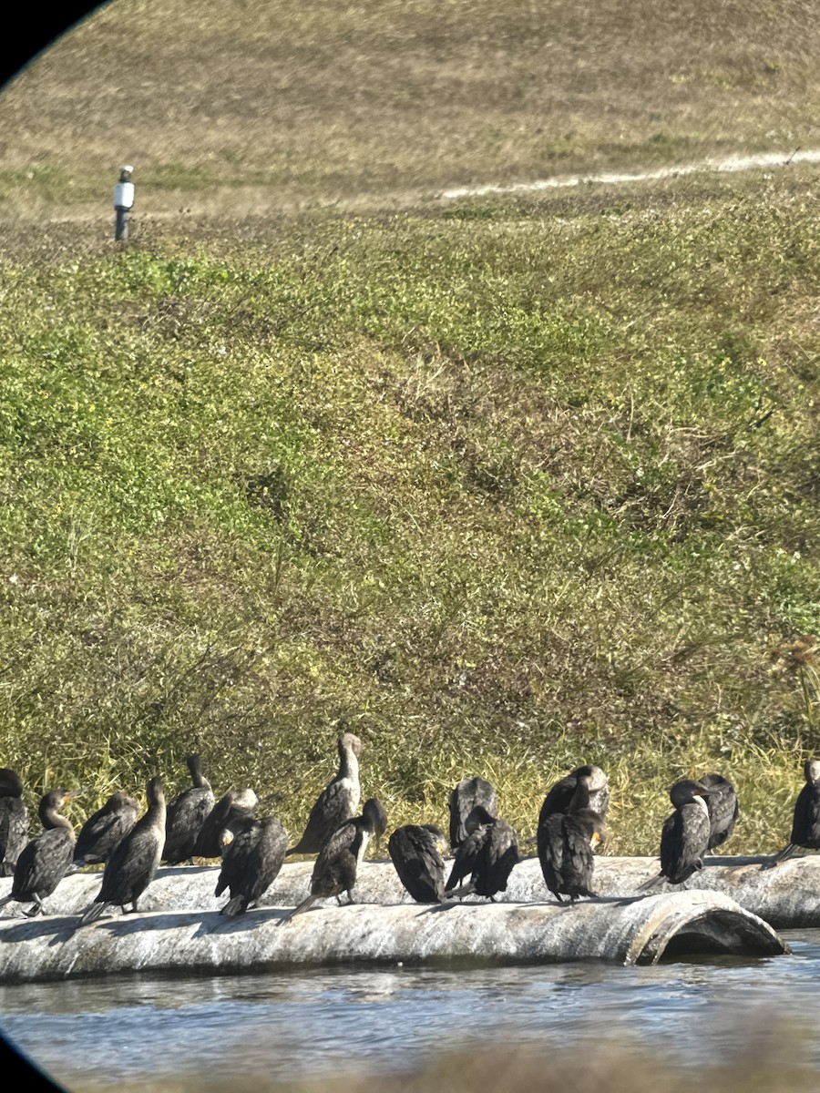 Double-crested Cormorant - ML646053123