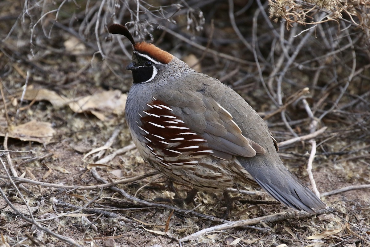 Gambel's Quail - ML646053125