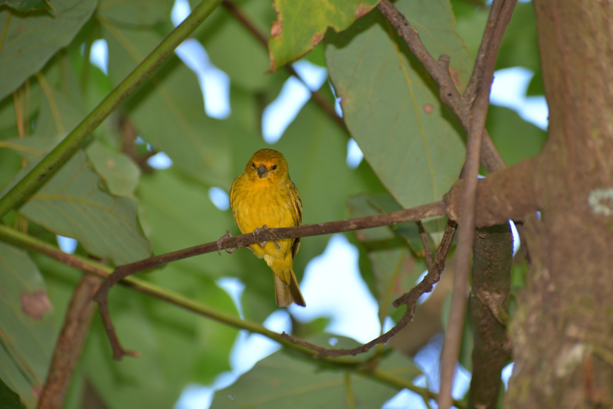 Saffron Finch - ML646053128