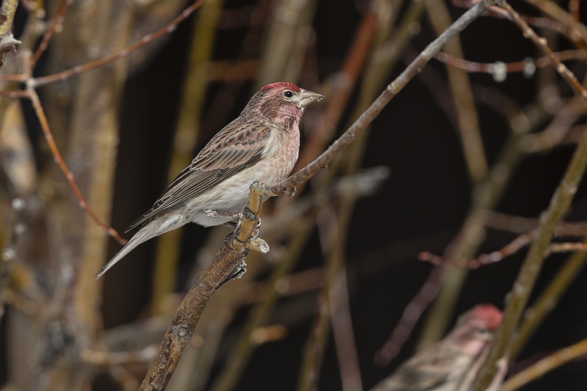 Cassin's Finch - ML646053130
