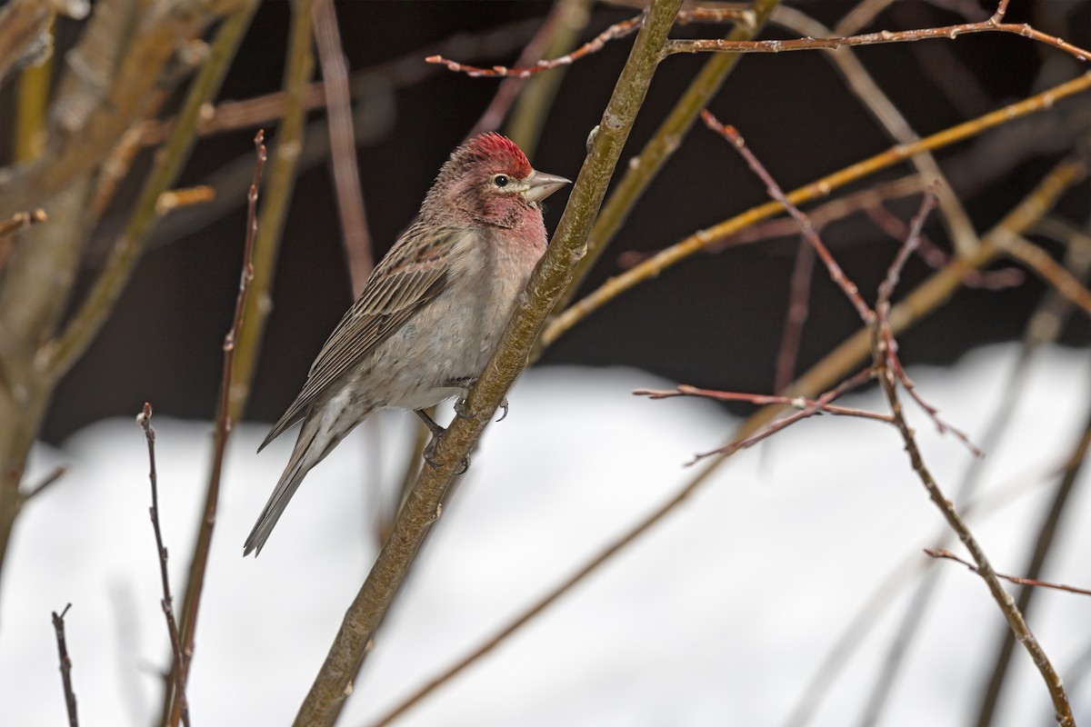 Cassin's Finch - ML646053131