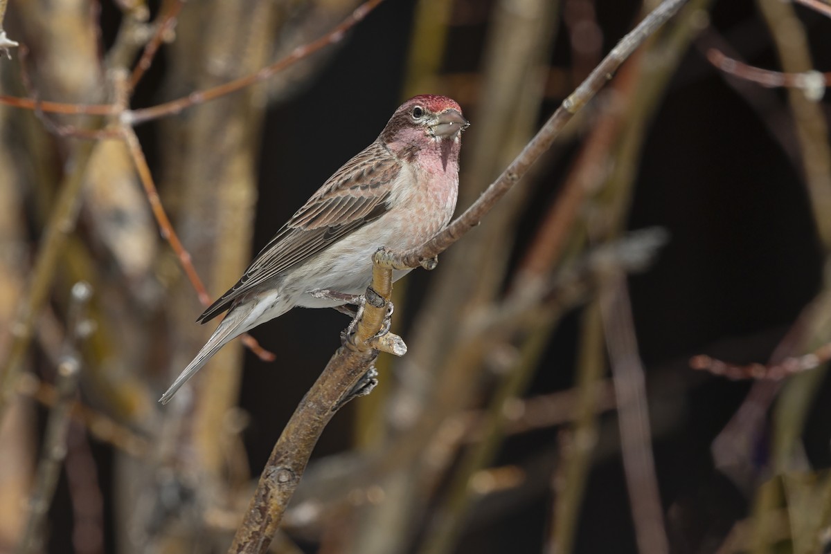 Cassin's Finch - ML646053132