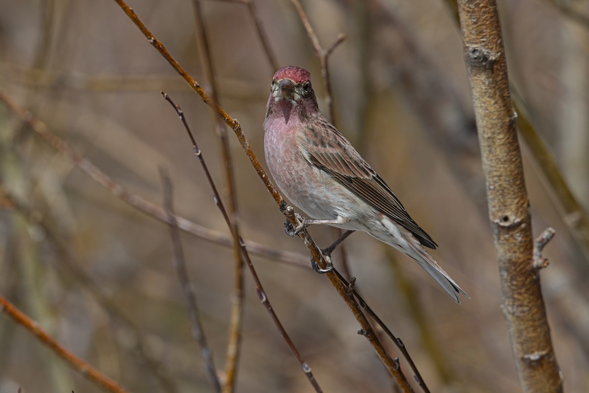 Cassin's Finch - ML646053133