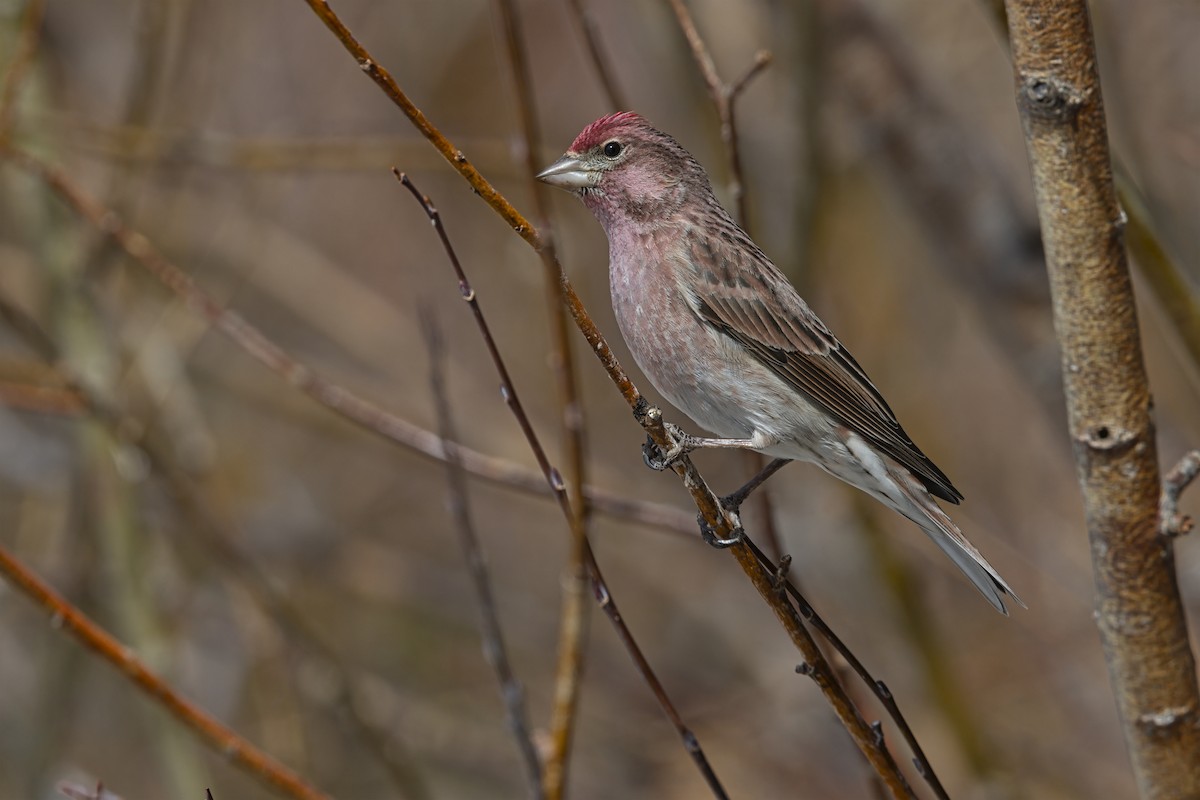 Cassin's Finch - ML646053134