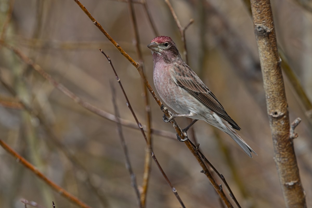 Cassin's Finch - ML646053136