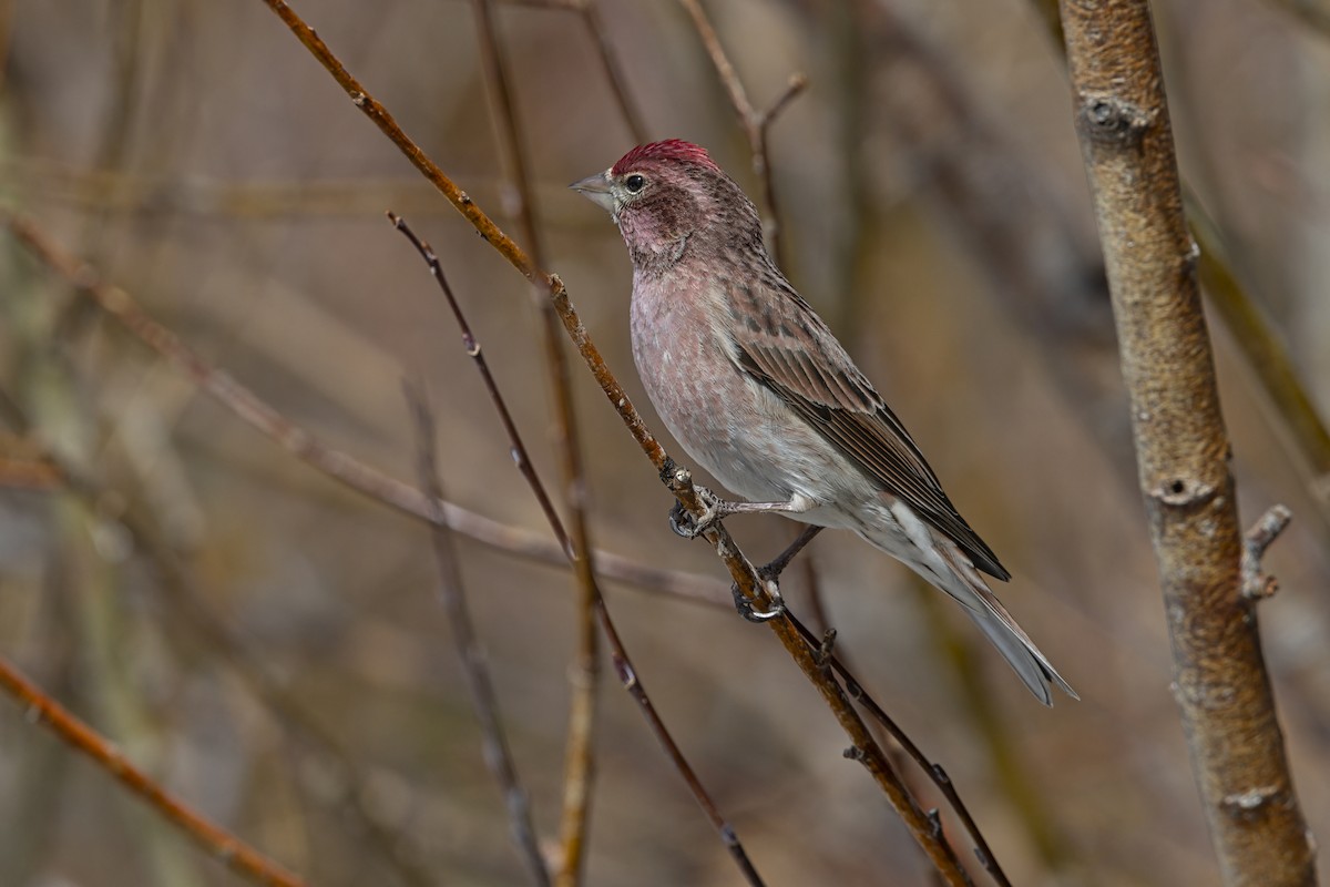 Cassin's Finch - ML646053137