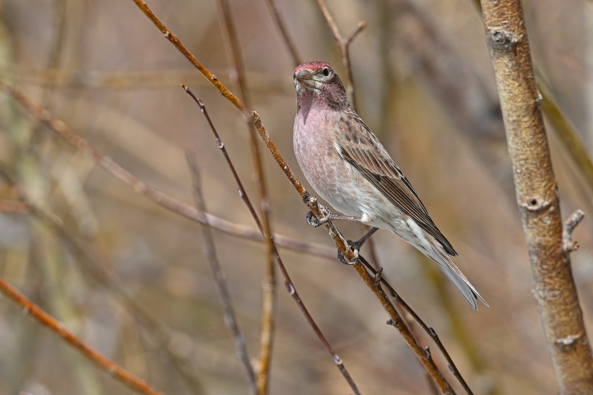 Cassin's Finch - ML646053138
