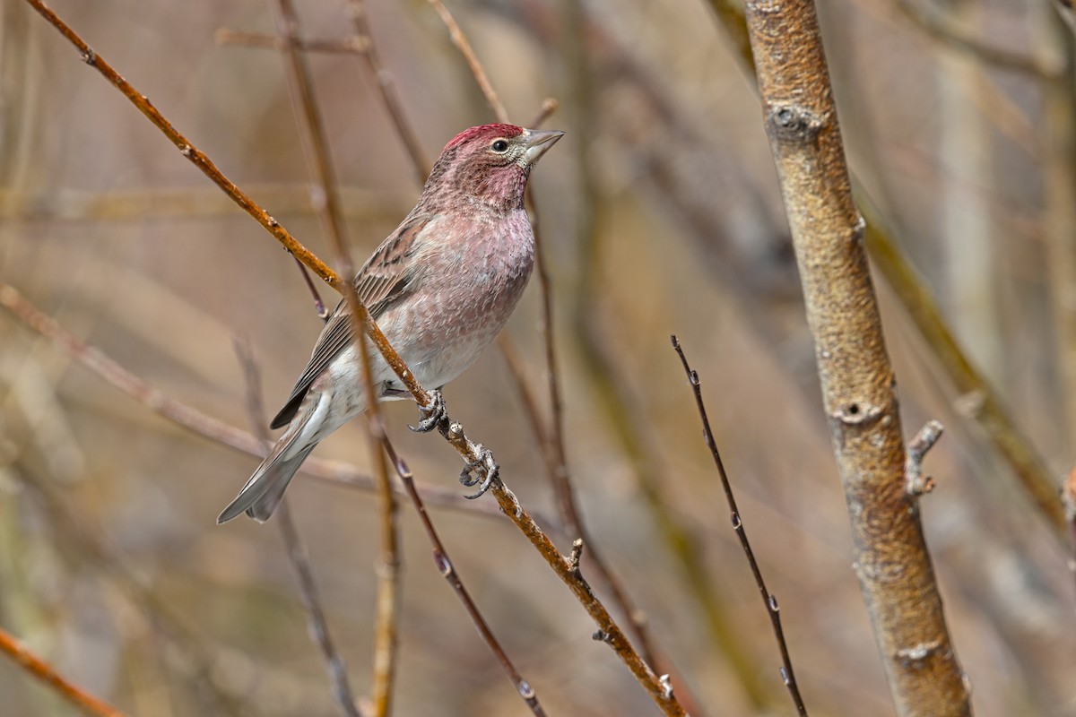 Cassin's Finch - ML646053139