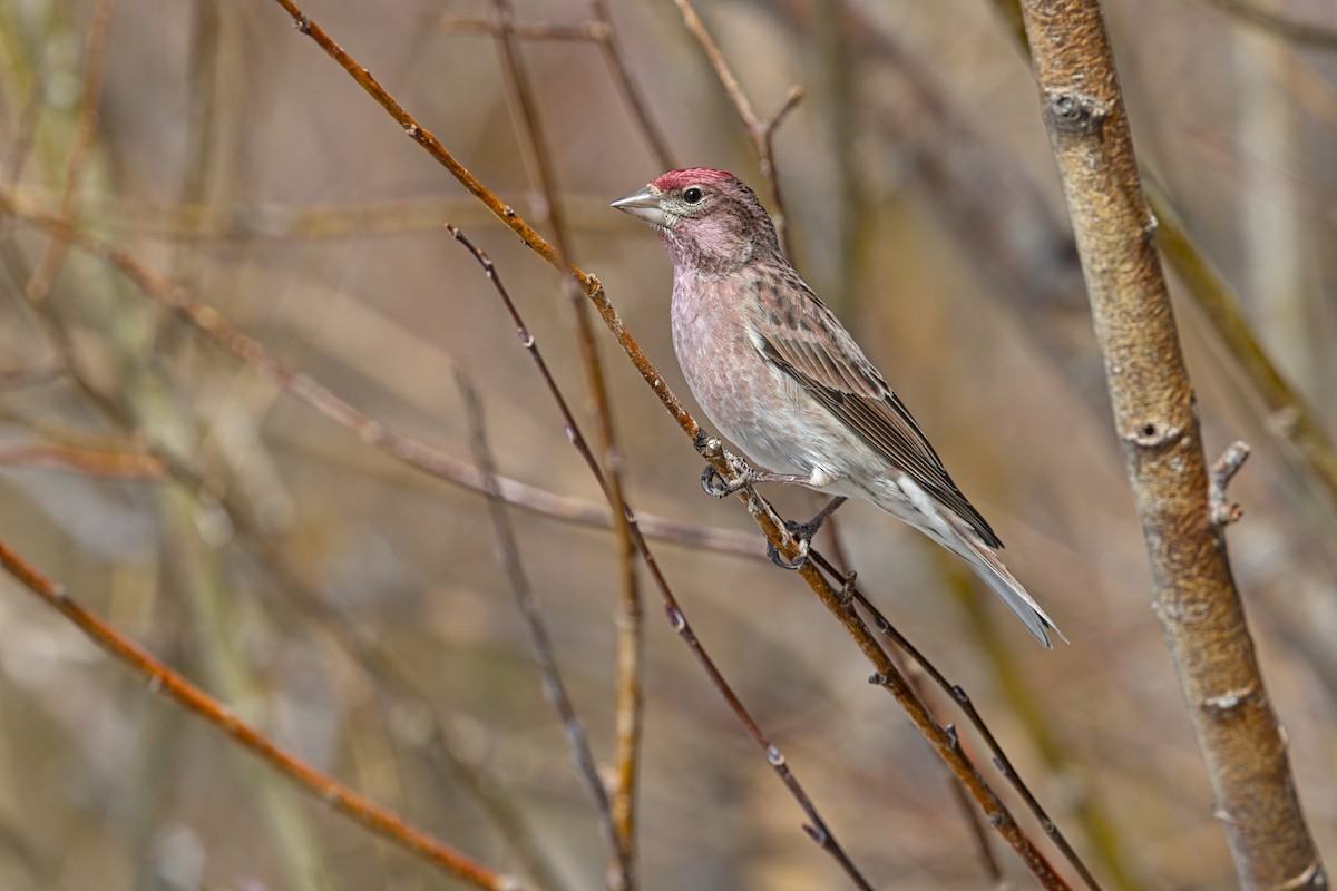 Cassin's Finch - ML646053140