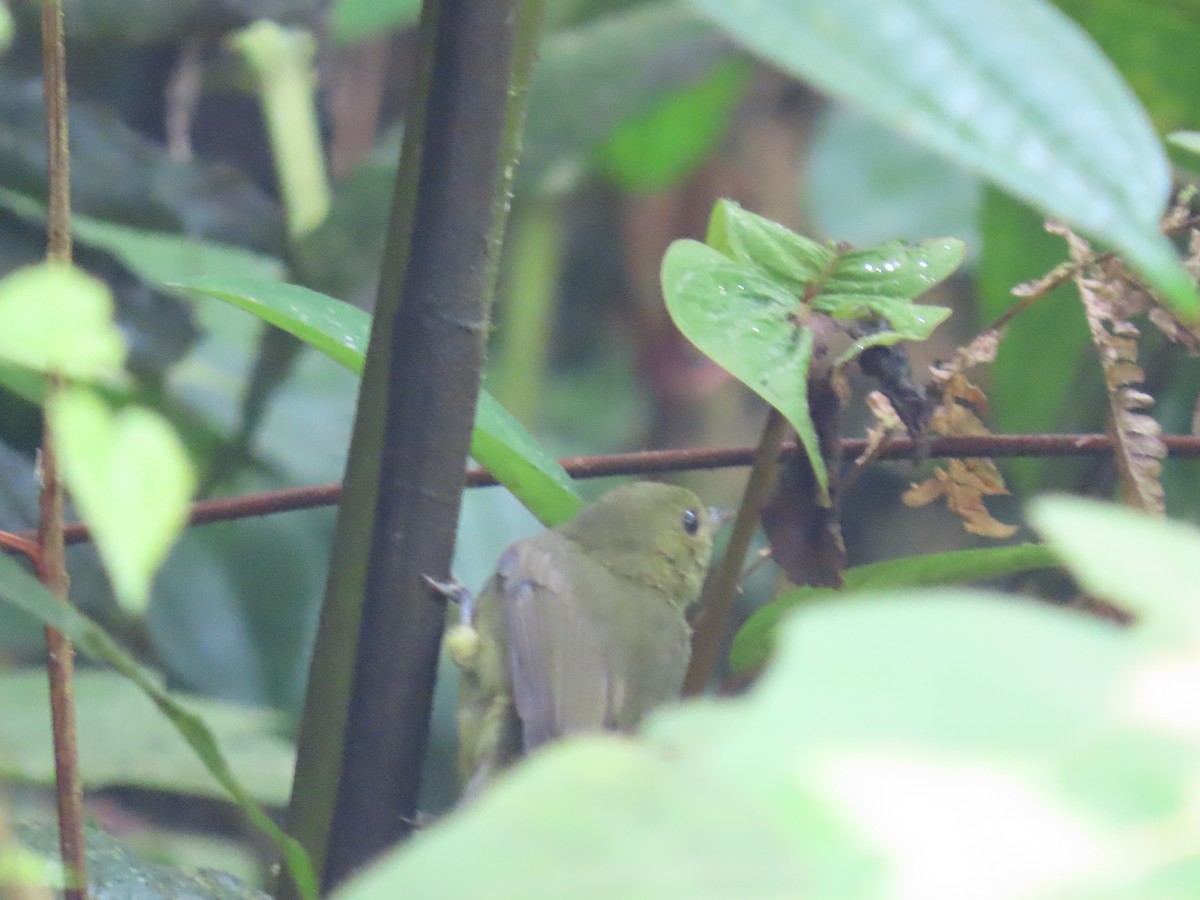 Red-capped Manakin - ML646053141