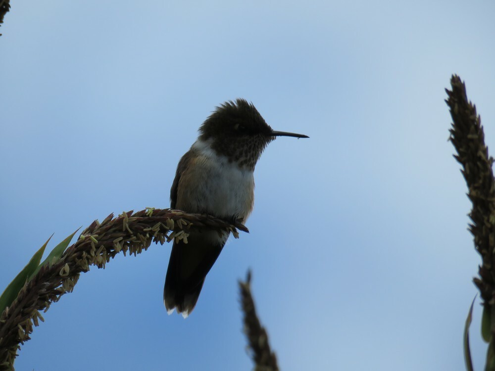 Volcano Hummingbird - ML646053142