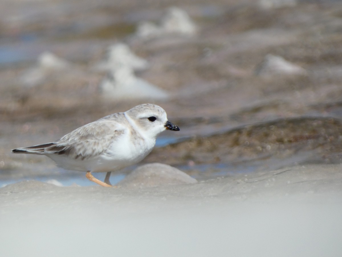 Piping Plover - ML646053143