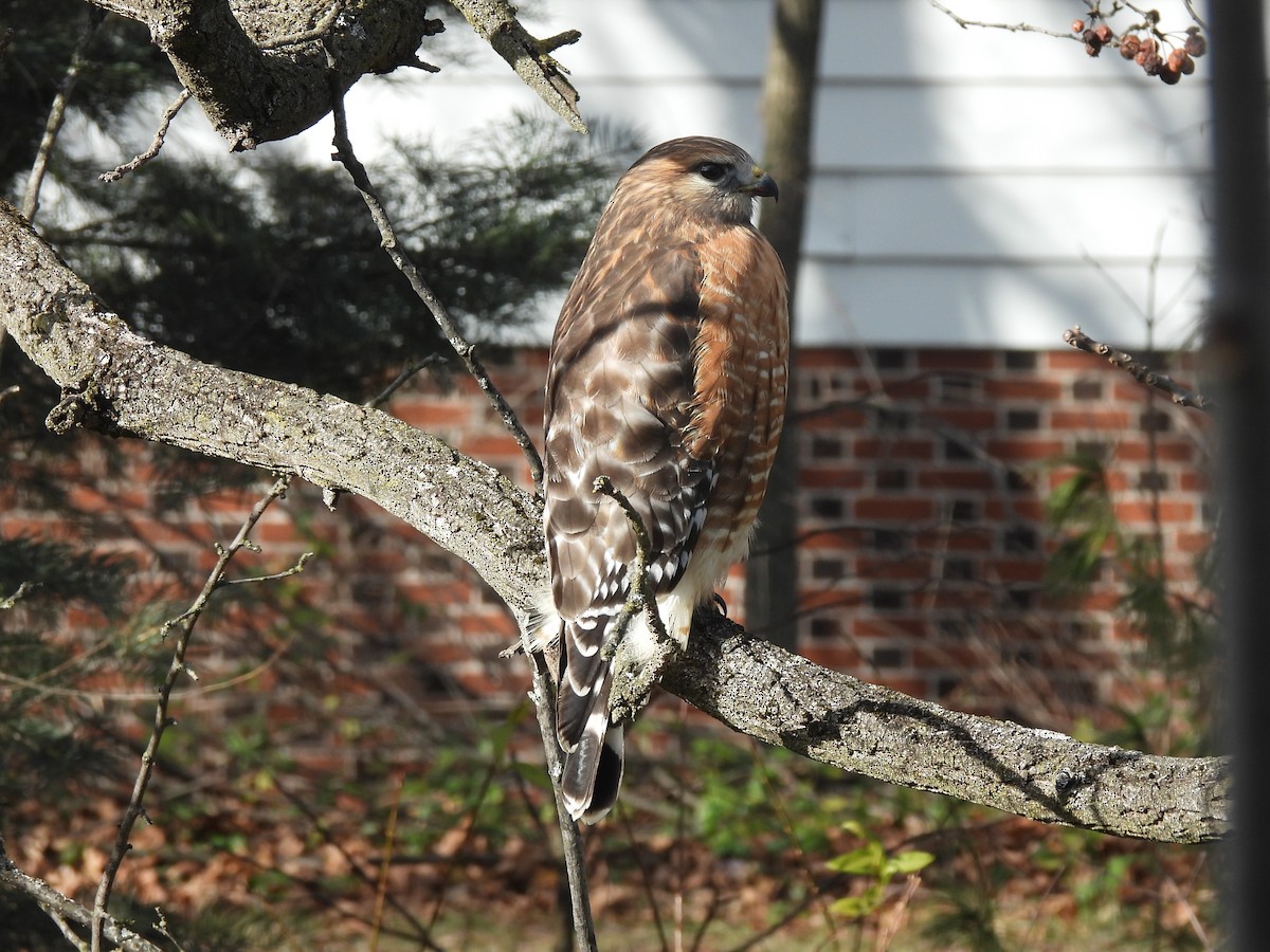 Red-shouldered Hawk - ML646053144