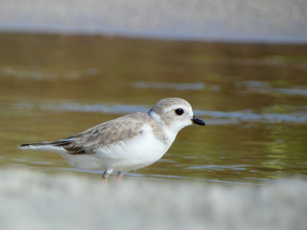 Piping Plover - ML646053145