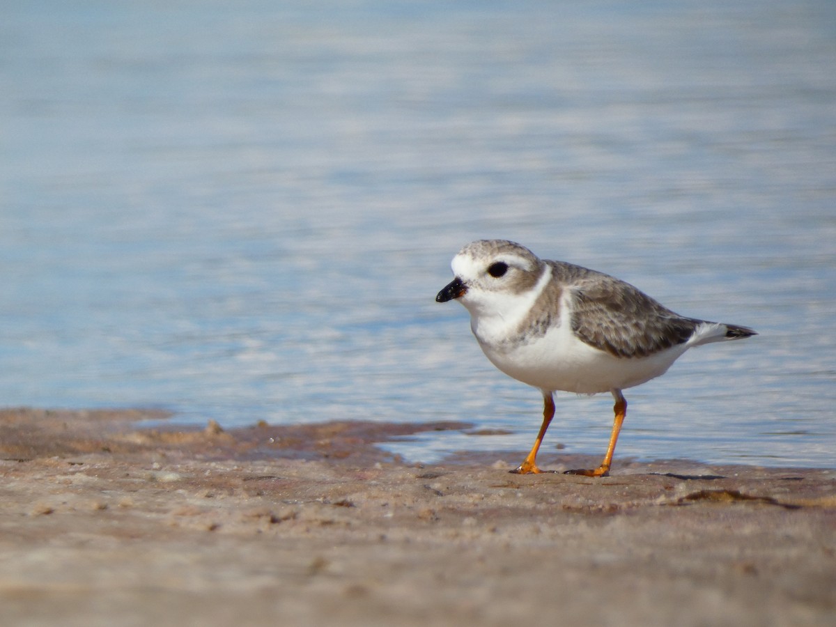 Piping Plover - ML646053146