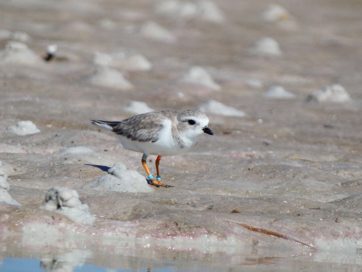 Piping Plover - ML646053147