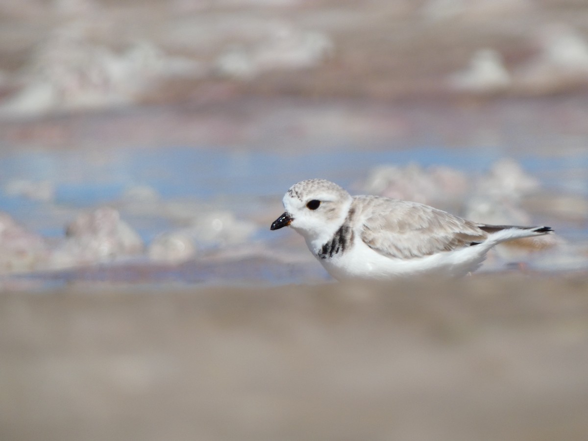 Piping Plover - ML646053148