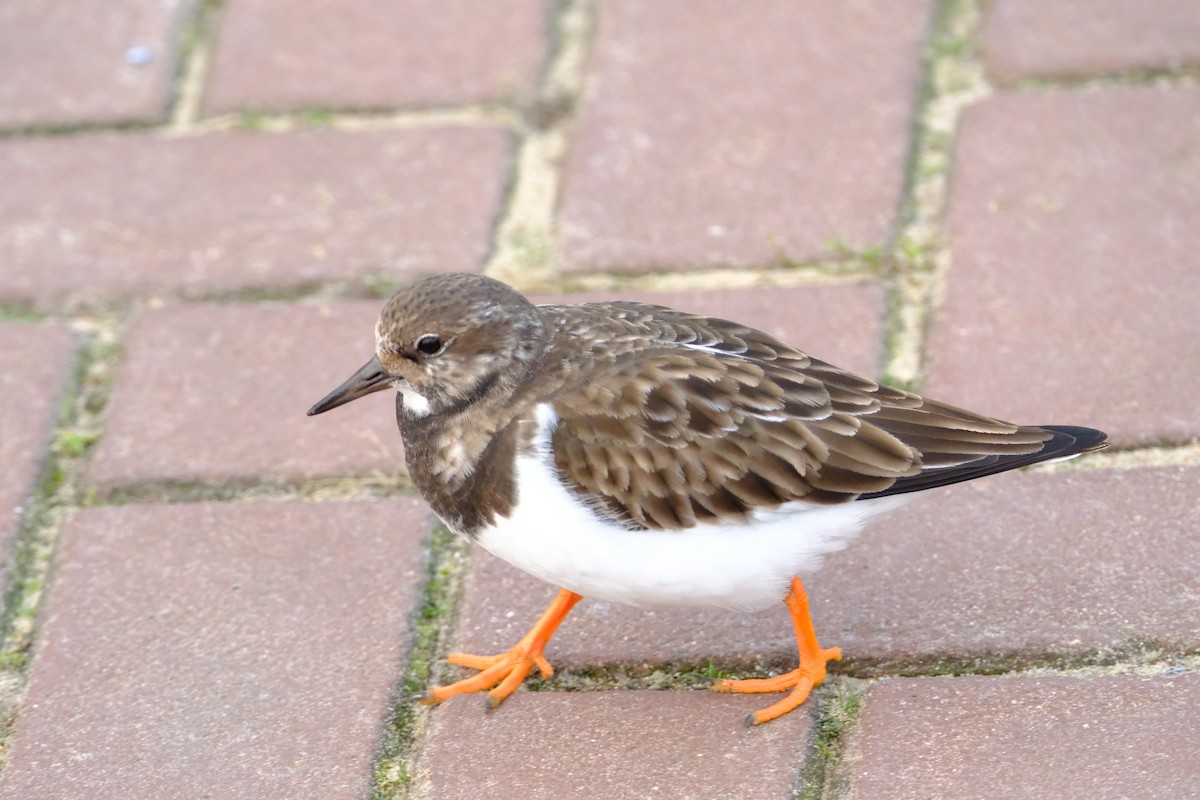 Ruddy Turnstone - ML646053149