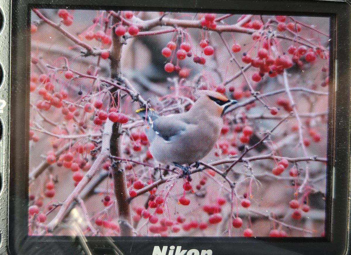 Bohemian Waxwing - ML646053150