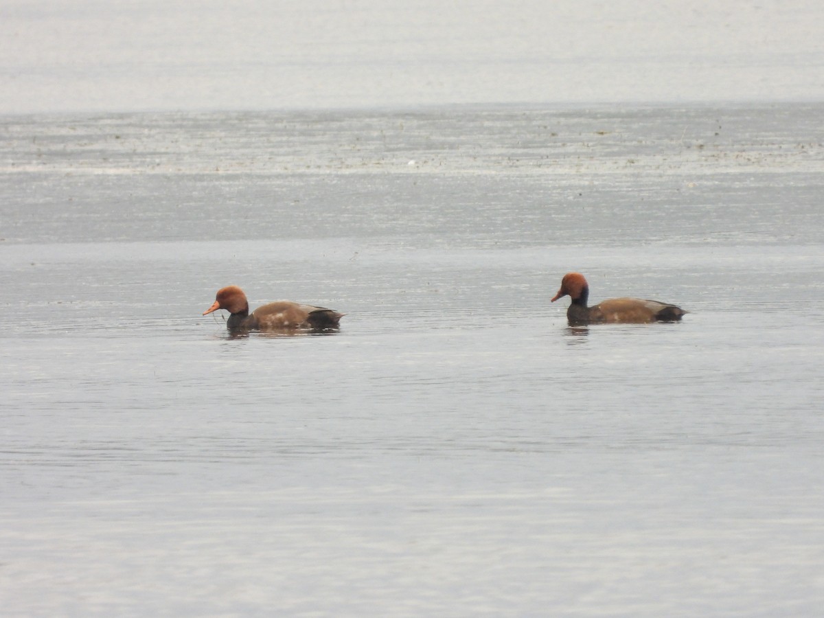 赤嘴潛鴨 - ML646053152