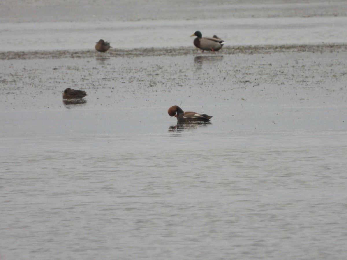 赤嘴潛鴨 - ML646053153