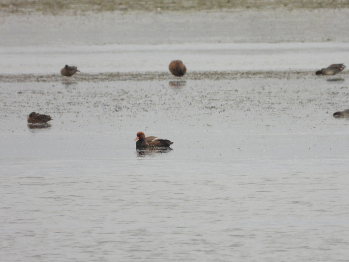 赤嘴潛鴨 - ML646053154