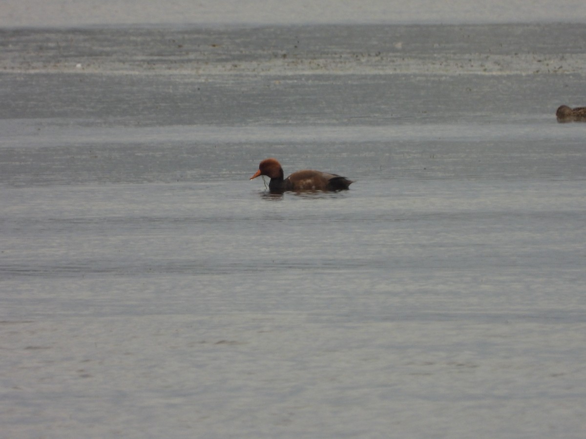 赤嘴潛鴨 - ML646053155