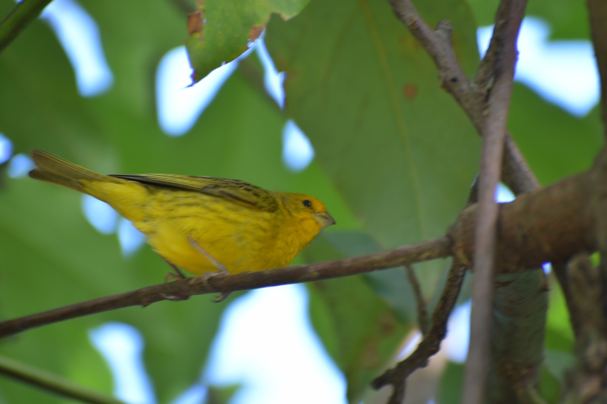 Saffron Finch - ML646053156
