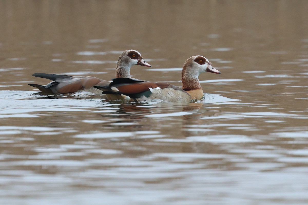 Egyptian Goose - ML646053157