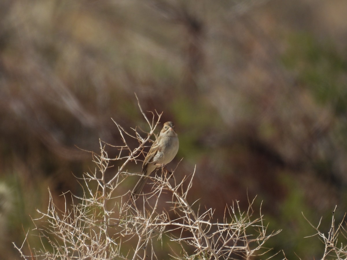 Brewer's Sparrow - ML646053158