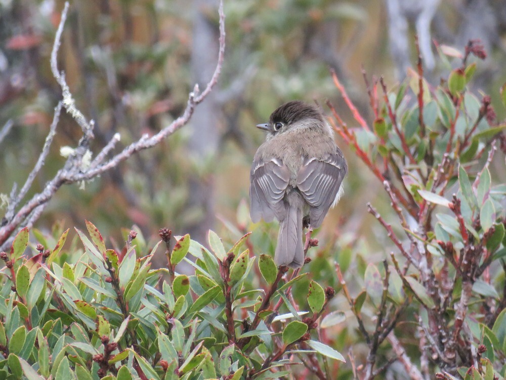 Black-capped Flycatcher - ML646053159