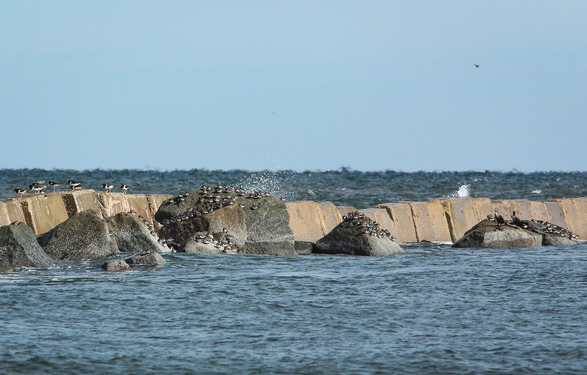 American Oystercatcher - ML646053160