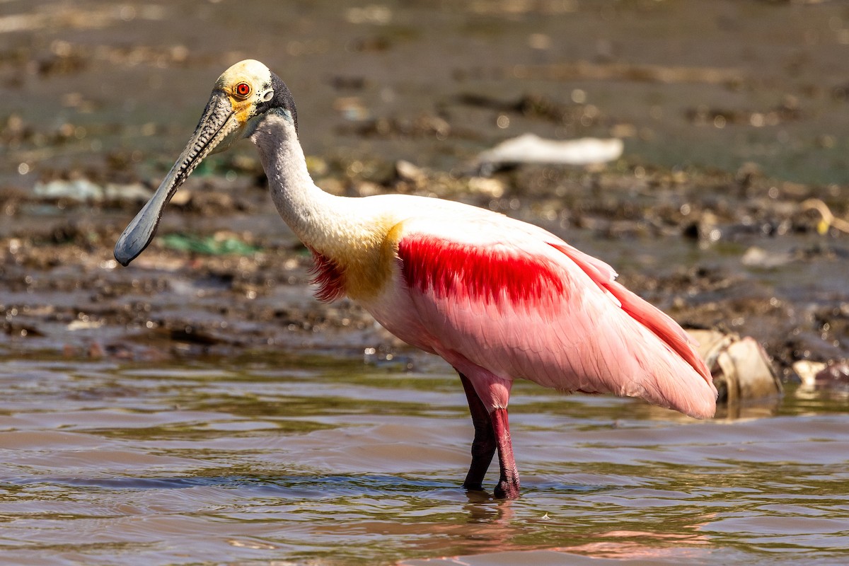 Roseate Spoonbill - ML646053162
