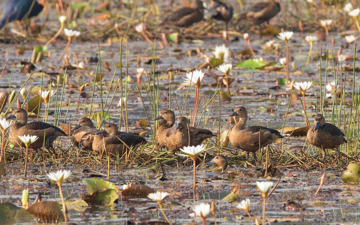Lesser Whistling-Duck - ML646053163