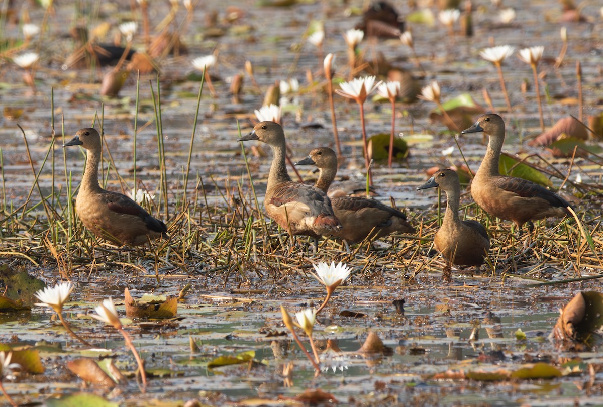 Lesser Whistling-Duck - ML646053164