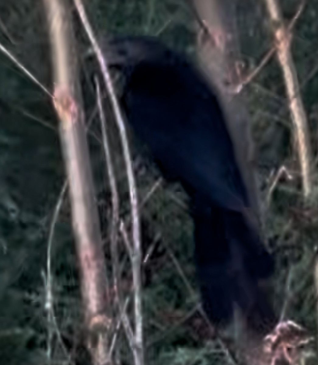 Groove-billed Ani - ML646053165