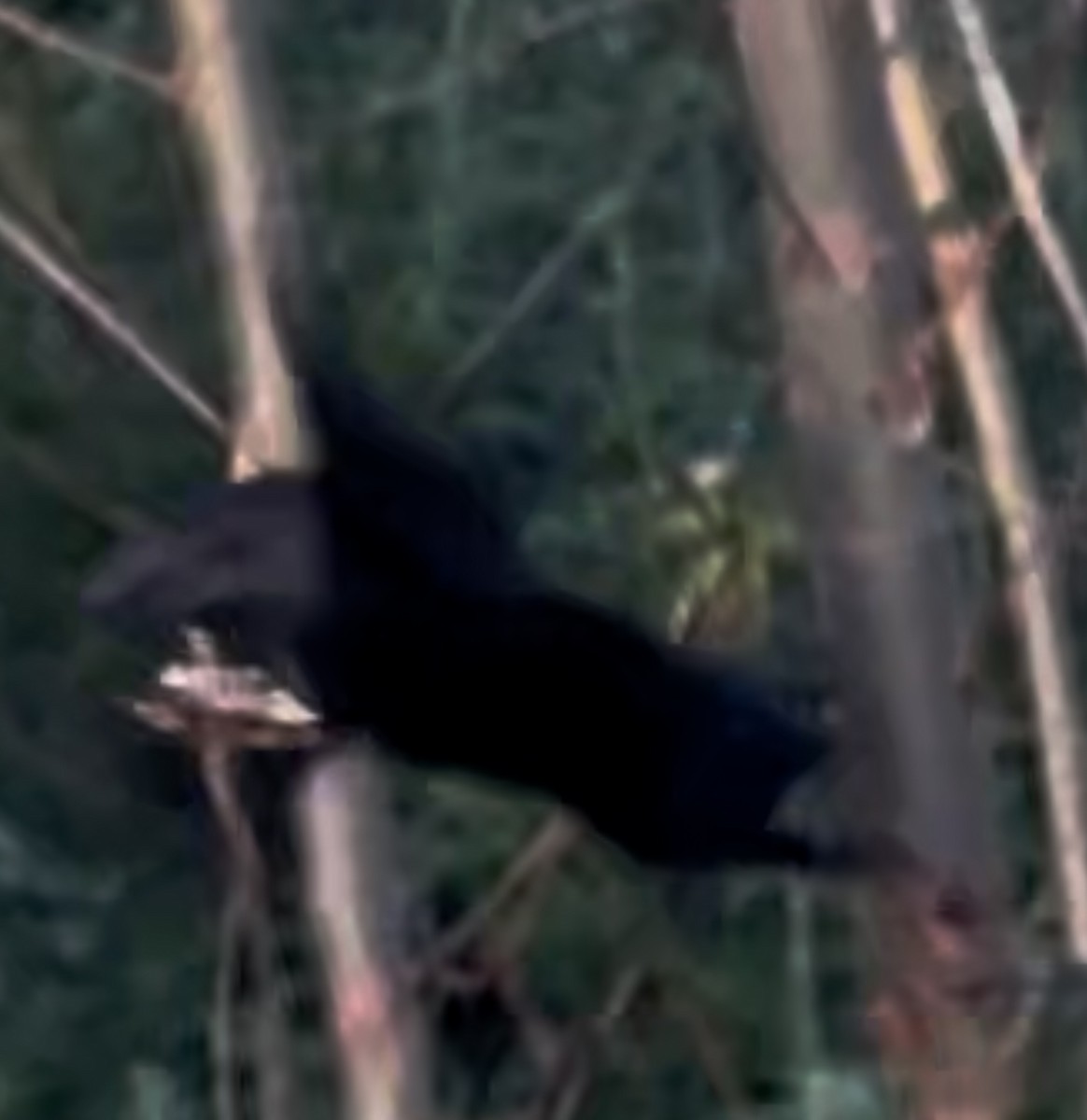 Groove-billed Ani - ML646053166