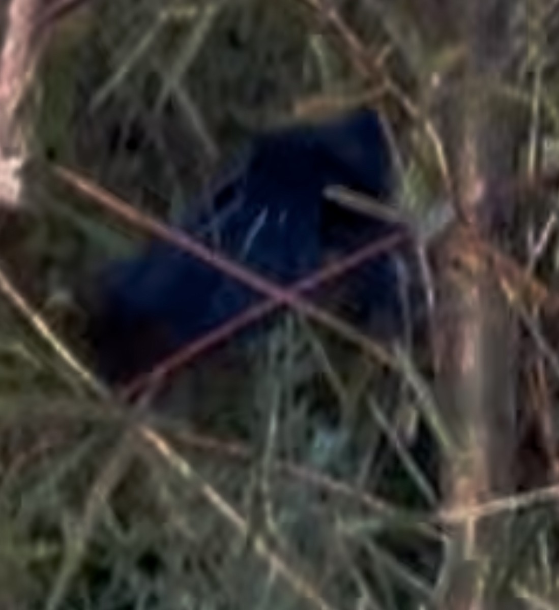 Groove-billed Ani - ML646053167