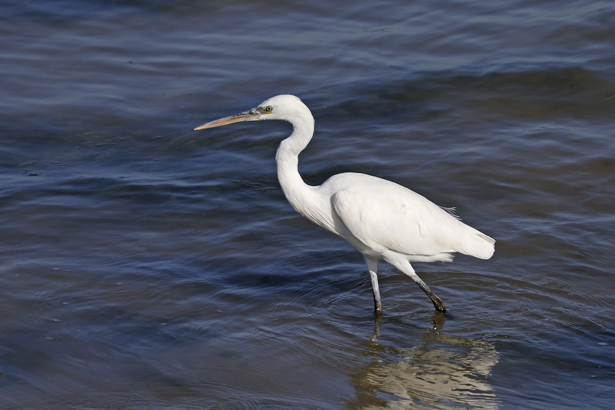 Western Reef-Heron (Eastern) - ML646053177
